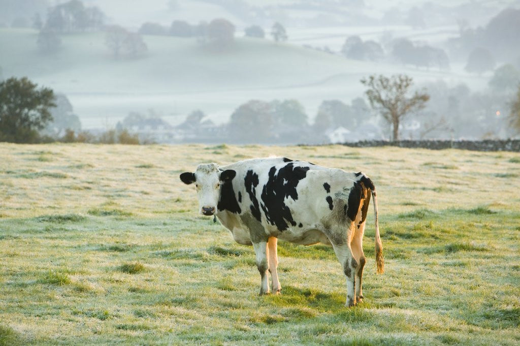Detail of Friesen Cow Standing in Pasture by Anonymous
