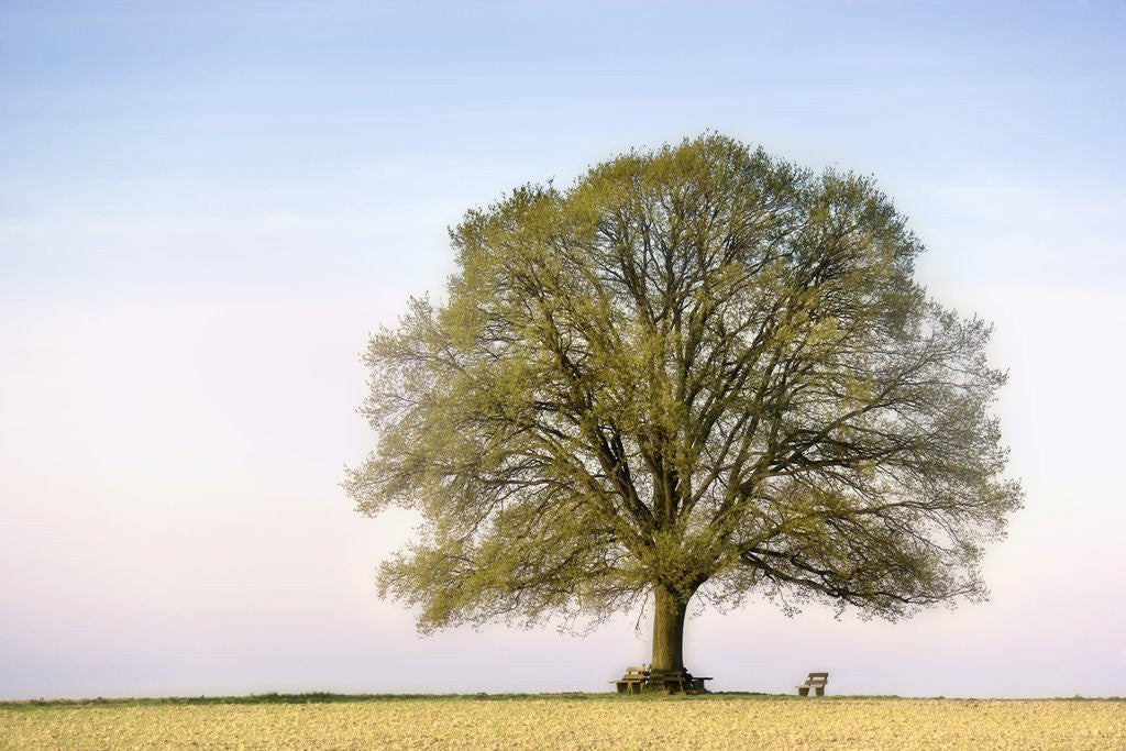 Detail of Oak Tree in a Field by Anonymous