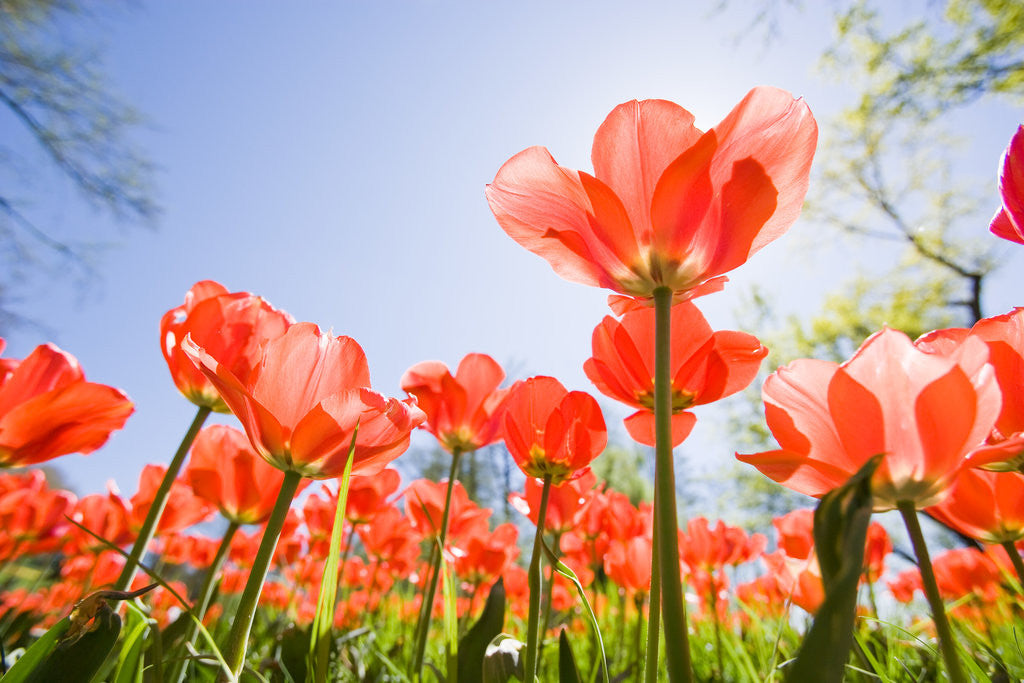 Detail of Red Tulips by Anonymous