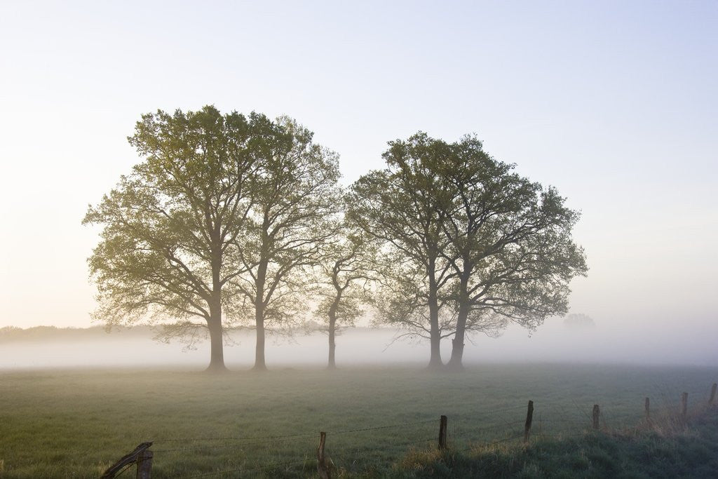 Detail of Oak Trees in a Pasture by Anonymous