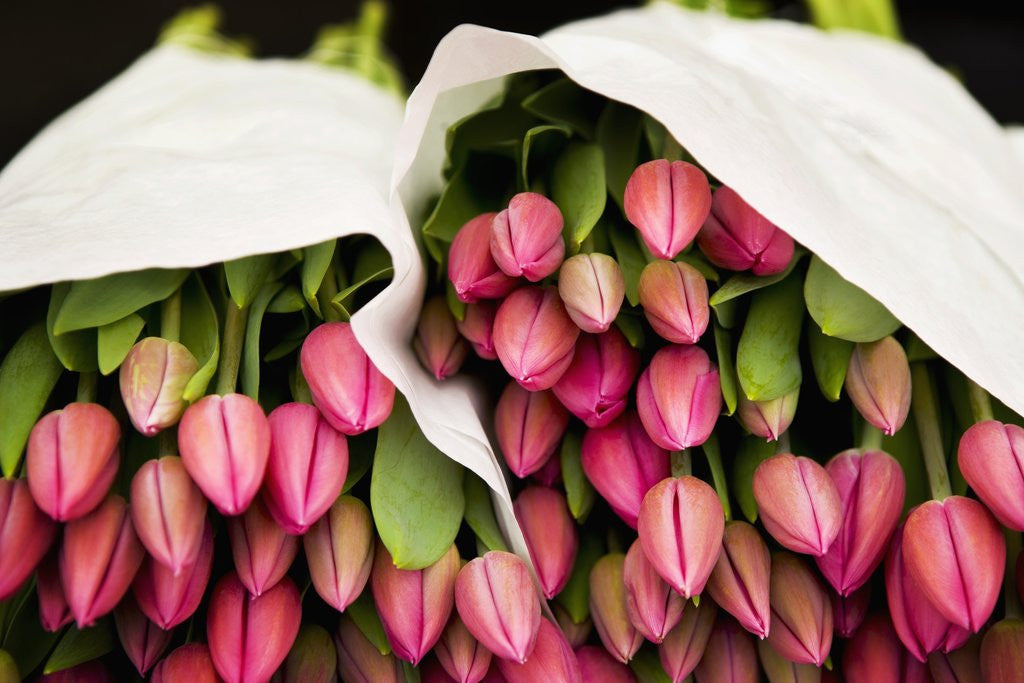 Detail of Pink Tulips Wrapped in Paper by Corbis
