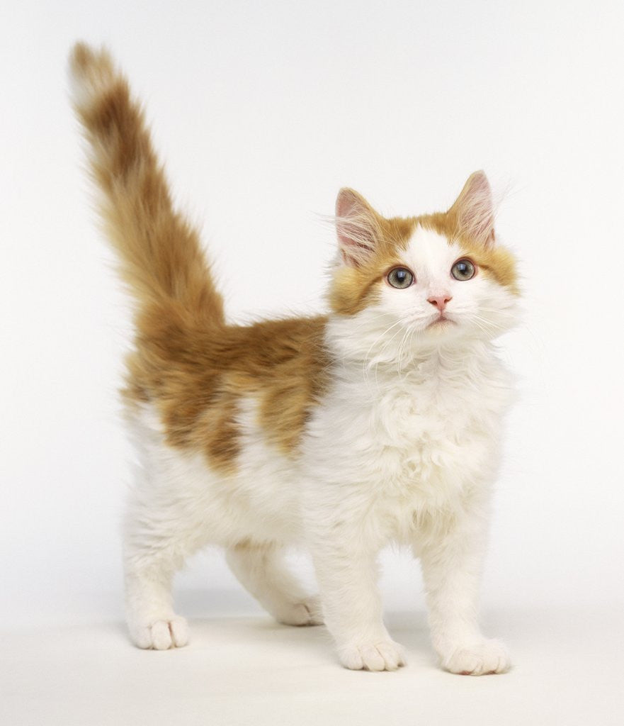 Detail of Ginger and White Kitten by Anonymous