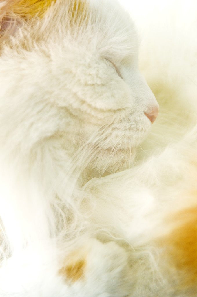 Detail of Close-up of a Turkish Van, a Swimming Cat by Anonymous