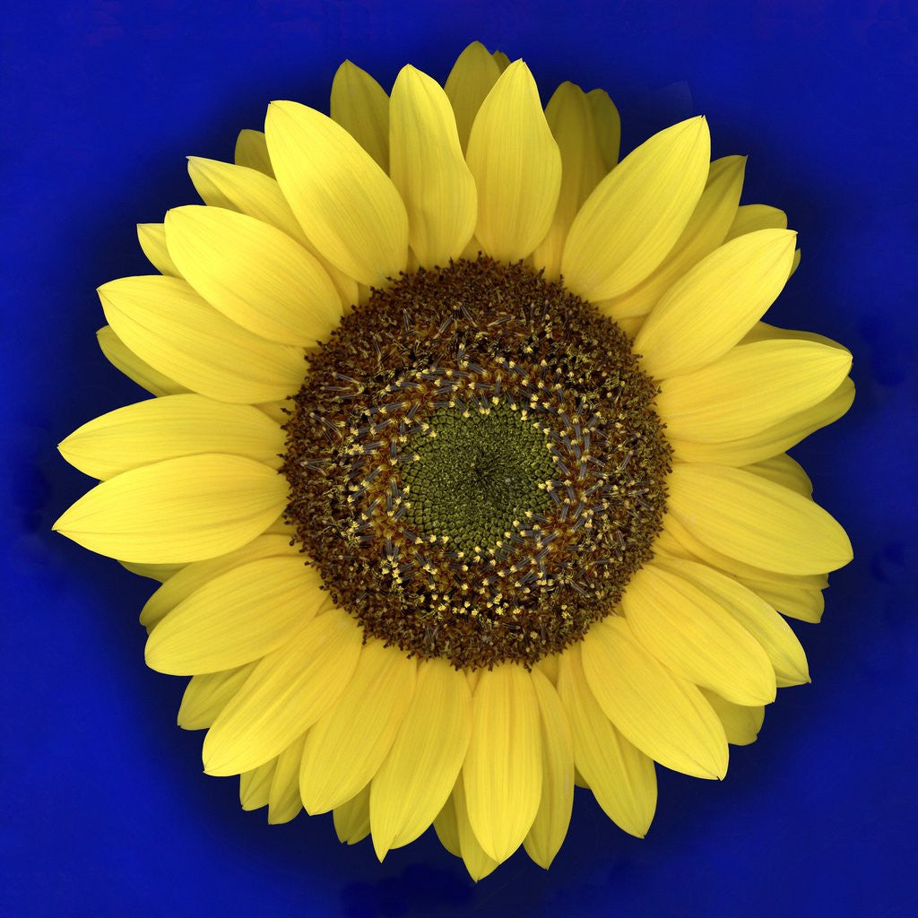 Detail of Sunflower by Anonymous