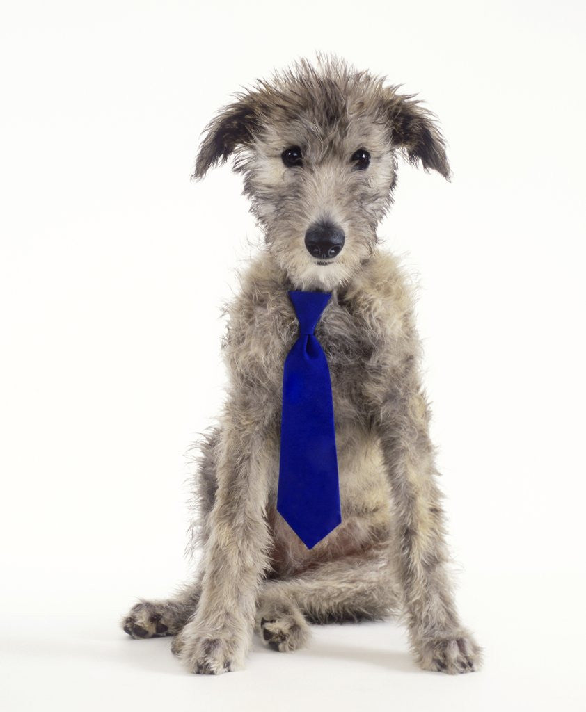 Detail of Deer Hound Cross Puppy Wearing Necktie by Anonymous