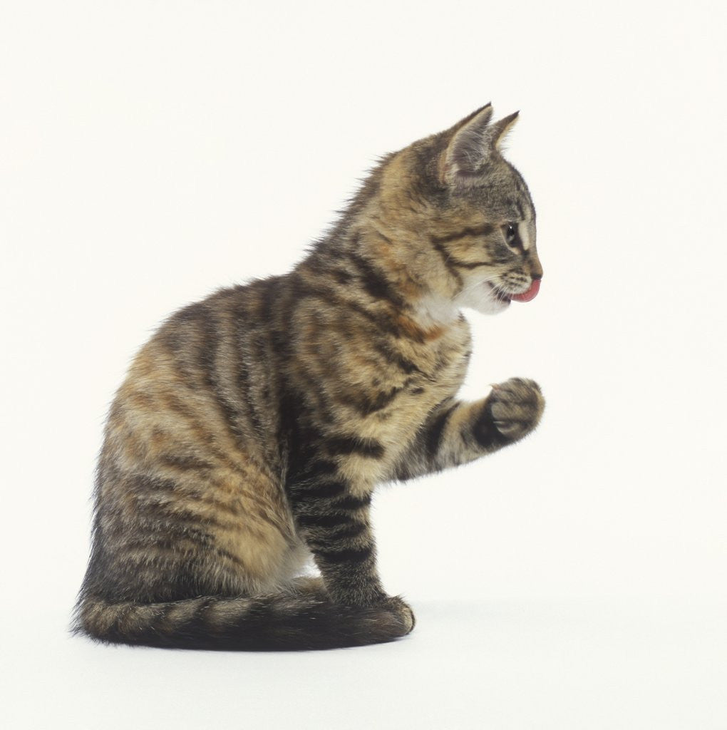 Detail of Tabby Kitten by Anonymous