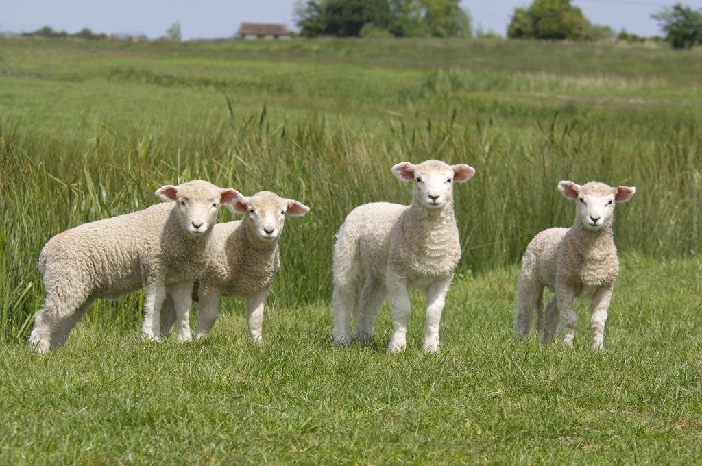 Detail of Lambs in Field by Anonymous