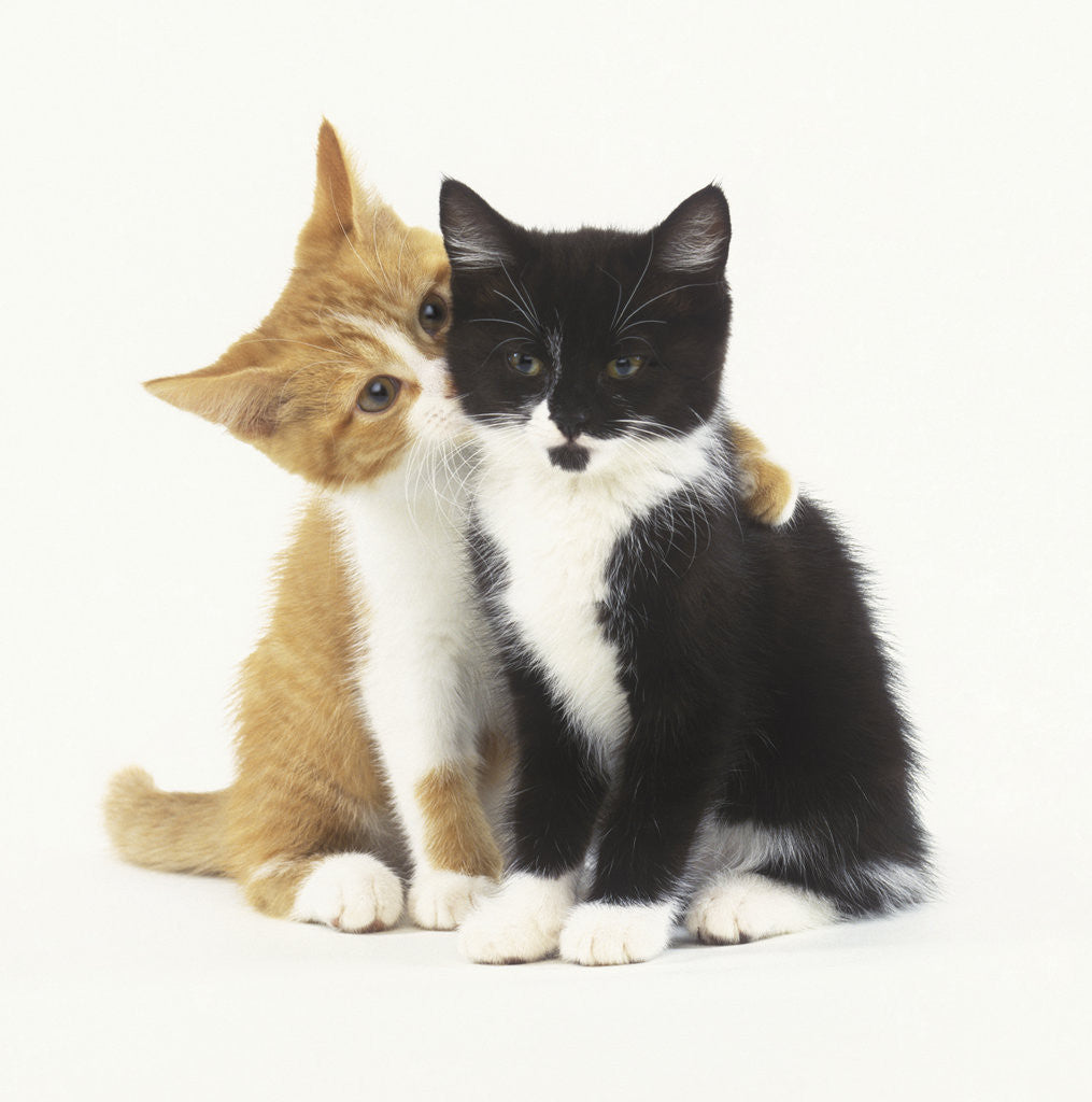 Cute Matching Cat PFP (Left)