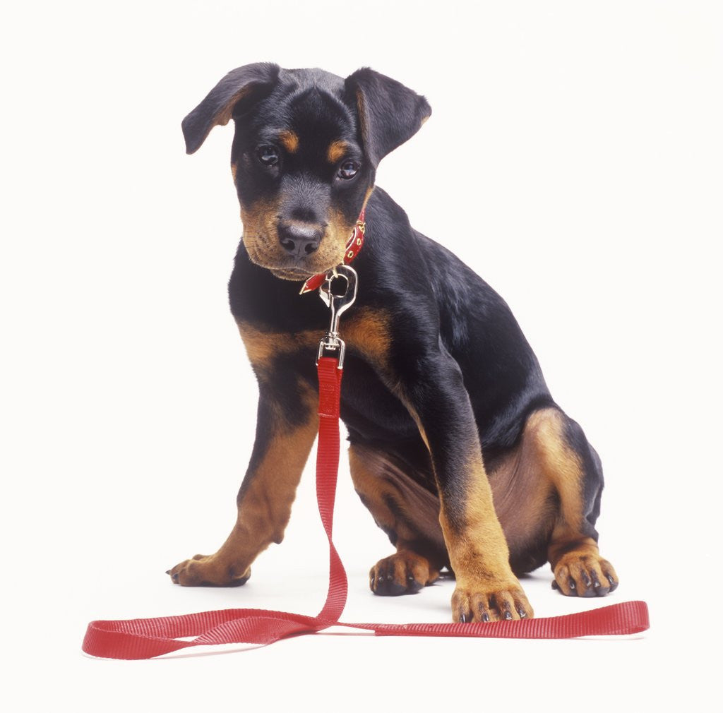 Detail of Rottweiler Puppy with Red Leash by Anonymous