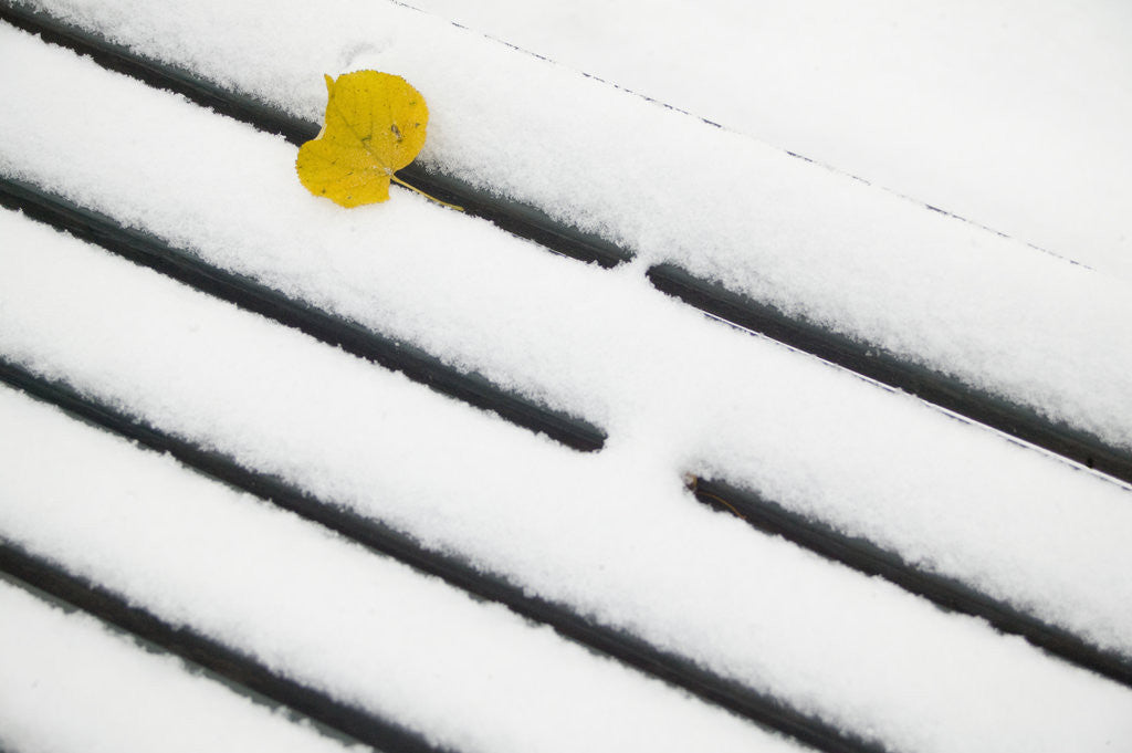Detail of Yellow Leaf on Snow by Anonymous
