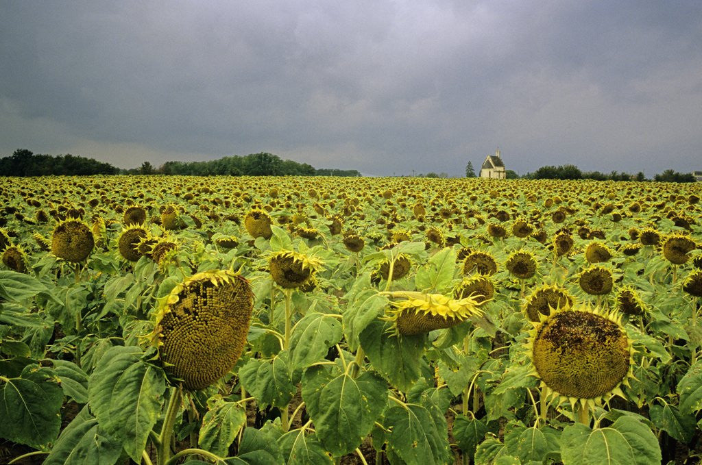 Detail of Field of Sunflowers by Anonymous