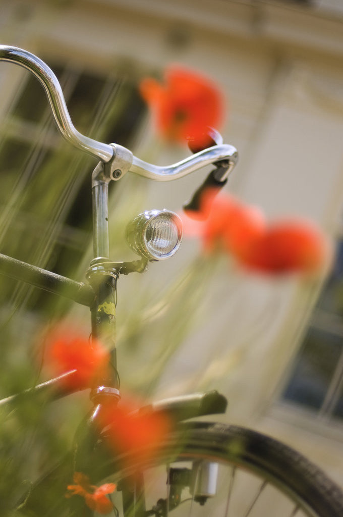 Detail of Old Bicycle and Flowers by Anonymous