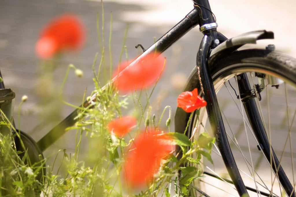 Detail of Bicycle and Flowers by Corbis