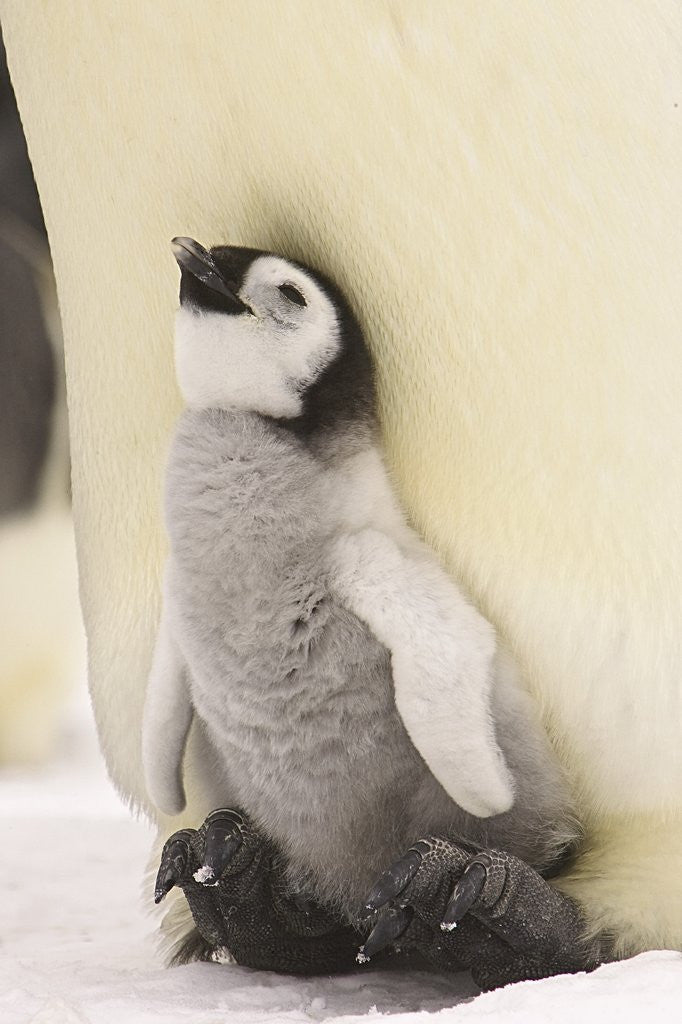 Detail of Emperor Penguin Chick on Parent's Feet by Anonymous