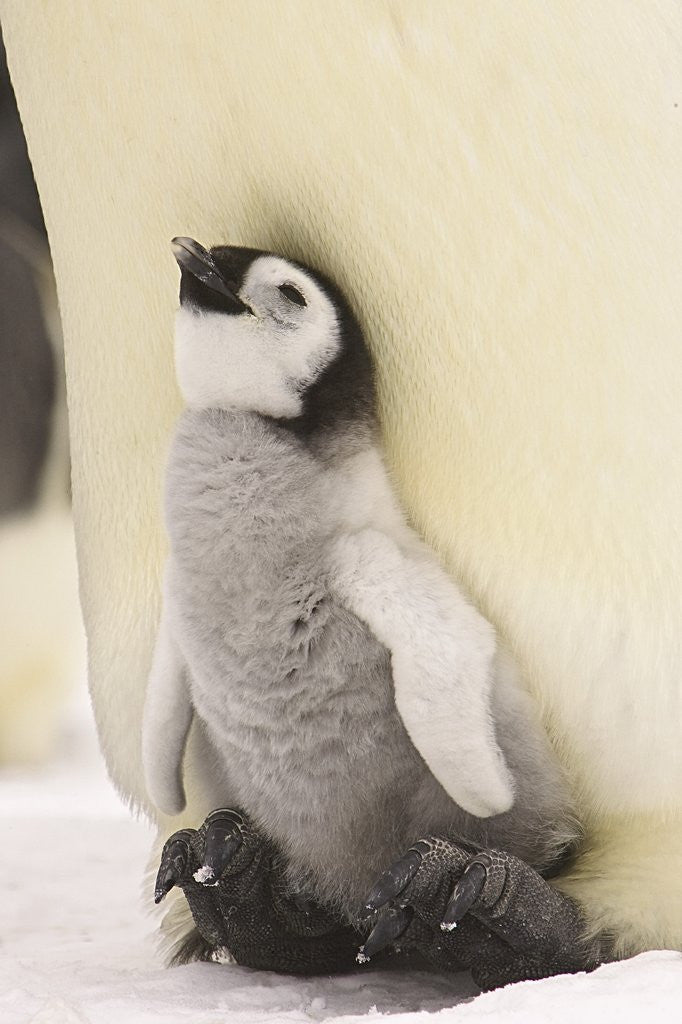 Detail of Emperor Penguin Chick on Parent's Feet by Corbis