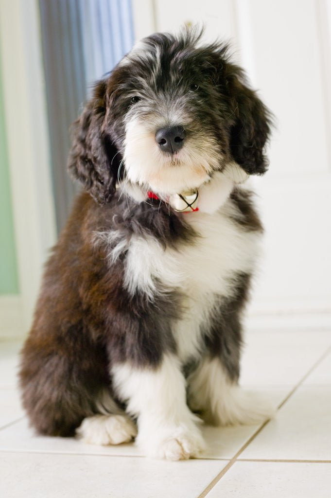 Detail of Bearded Collie Puppy by Corbis