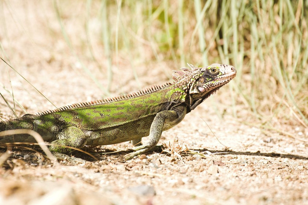 Detail of Iguana on St. Thomas by Anonymous