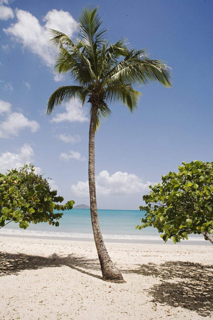 Detail of Palm Tree on Beach at Magens Bay by Anonymous