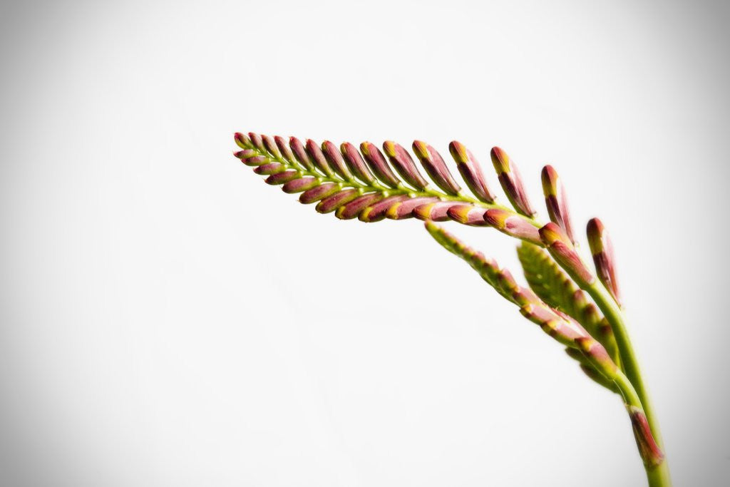Detail of Crocosmia Flower by Anonymous