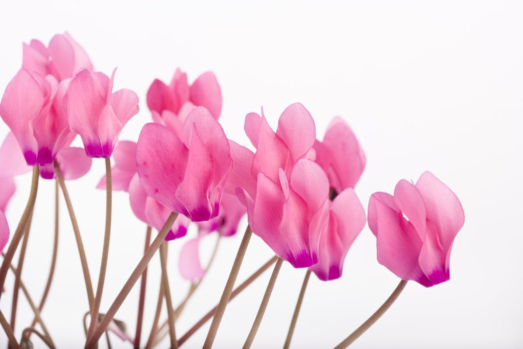 Detail of Pink Cyclamen by Anonymous