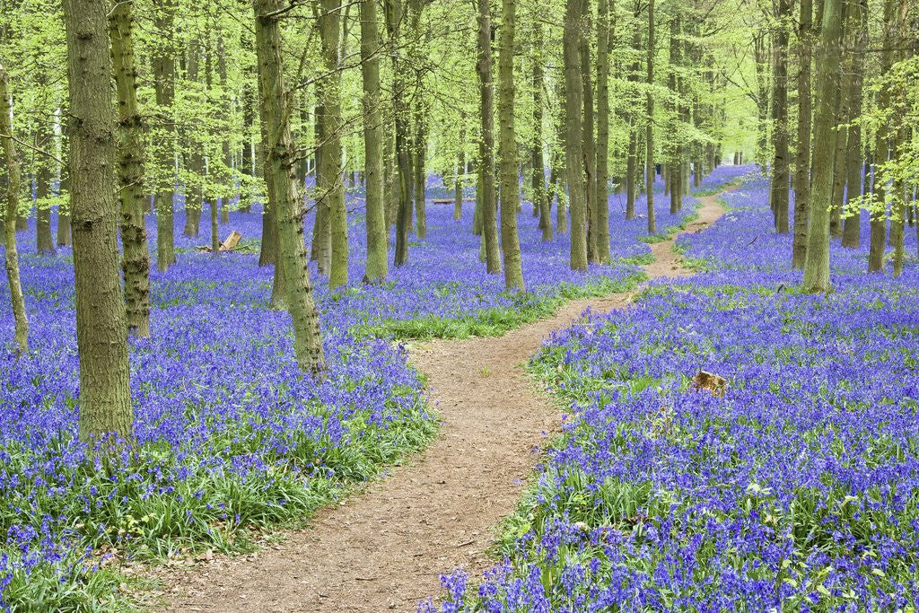 Detail of Path Winding Through Beech Forest and Bluebells by Anonymous
