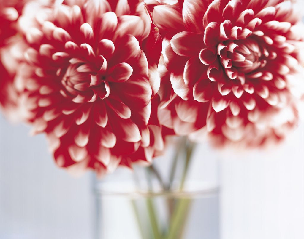 Detail of Dahlias in vase by Anonymous