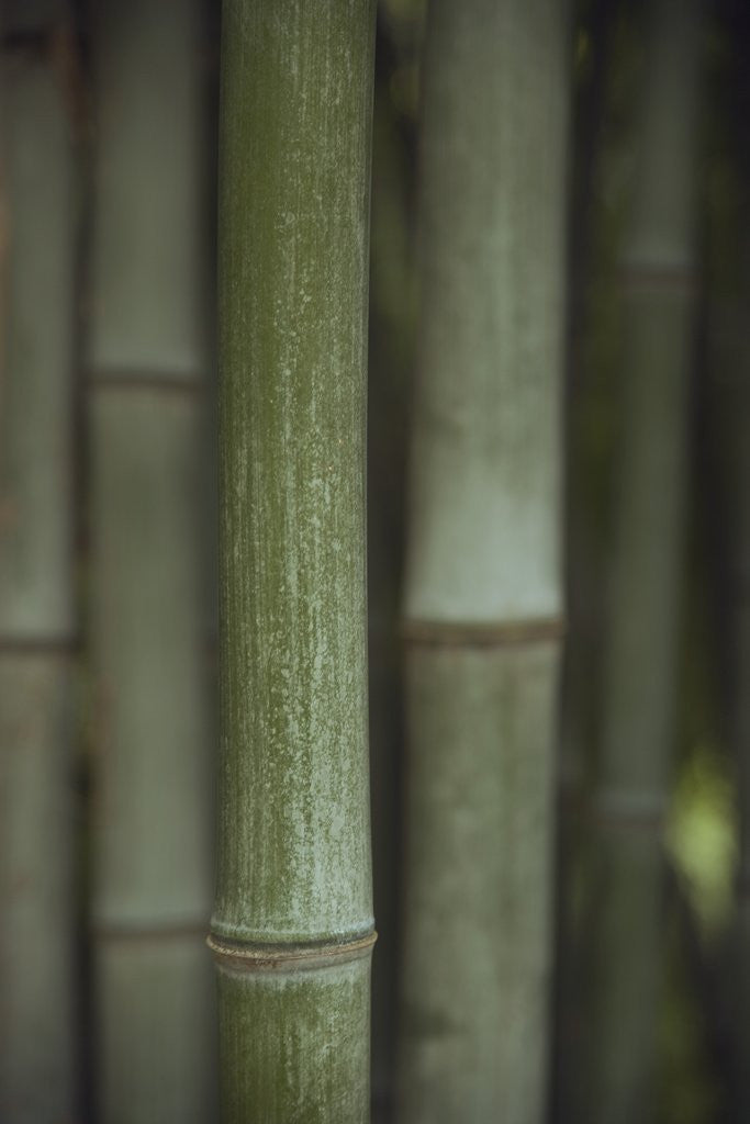 Detail of Bamboo by Anonymous