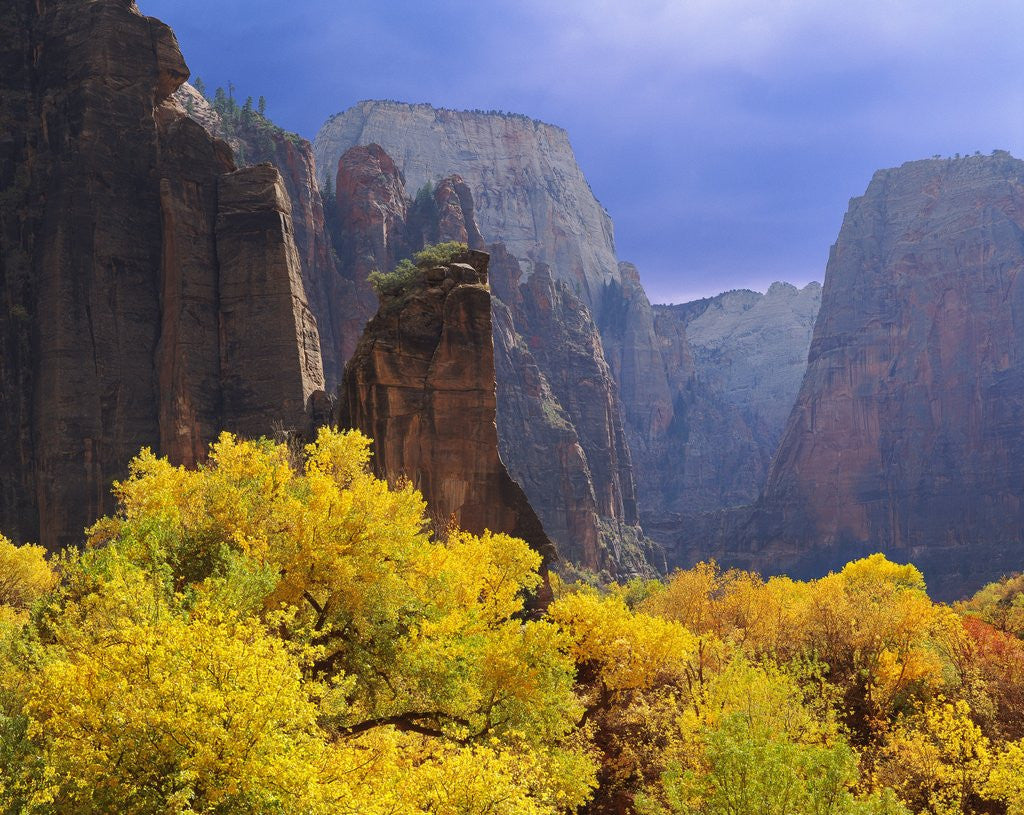 Detail of Zion National Park by Anonymous