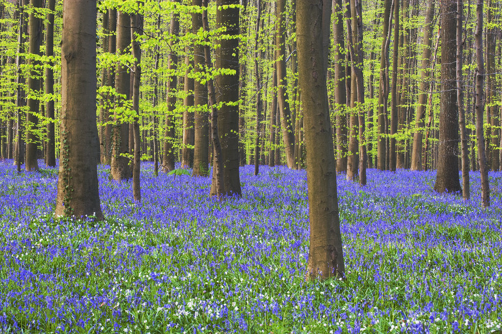 Detail of Bluebells Blooming in Beech Forest by Corbis