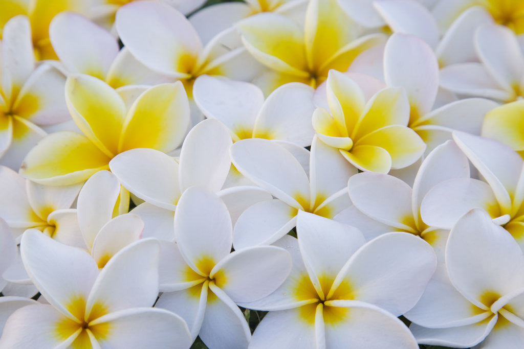 Detail of White and Yellow Frangipani by Anonymous