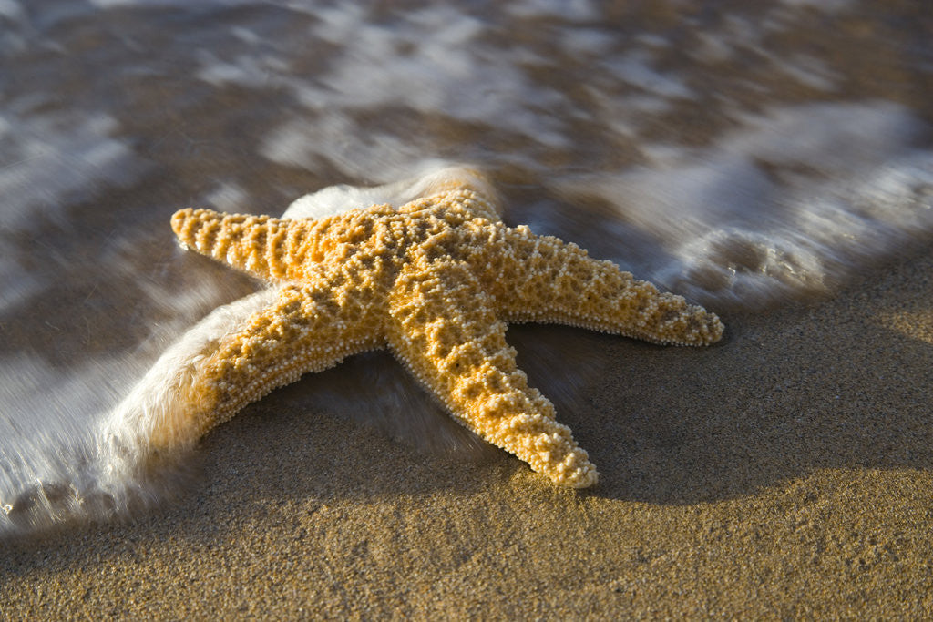 Detail of Starfish on Beach by Anonymous