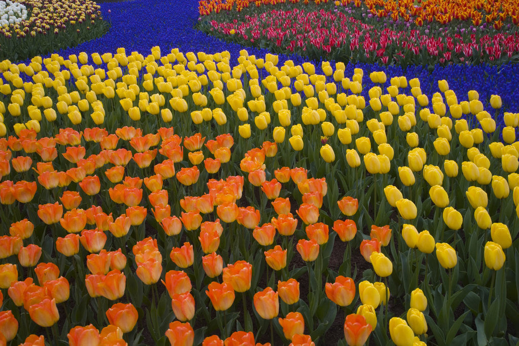 Detail of Tulips and Grape Hyacinths by Anonymous