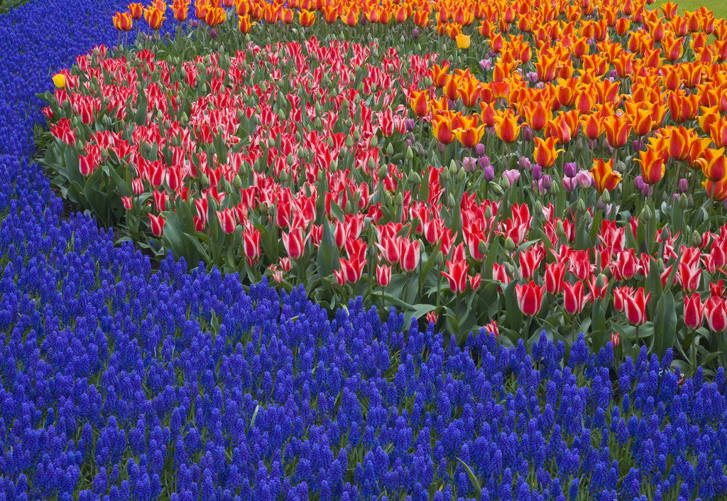Detail of Grape Hyacinths and Tulips by Anonymous