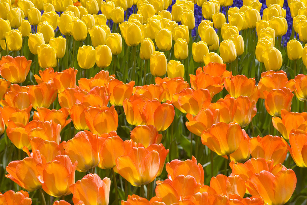 Detail of Orange and Yellow Tulips by Corbis