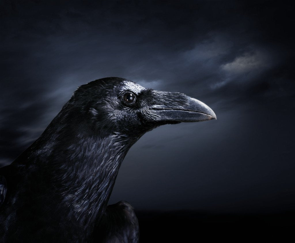 Detail of Profile of a Crow by Corbis