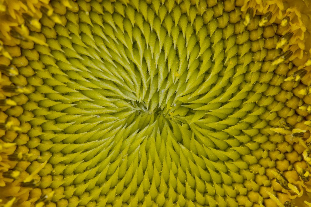 Detail of Sunflower by Anonymous