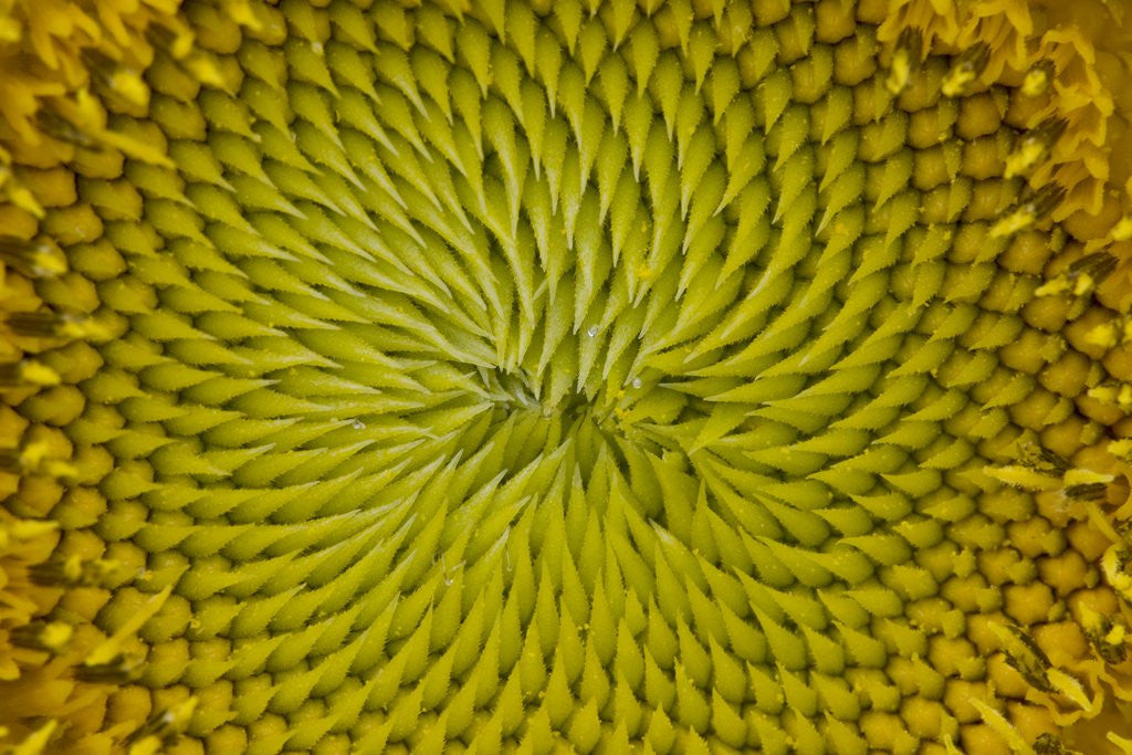 Detail of Sunflower by Corbis