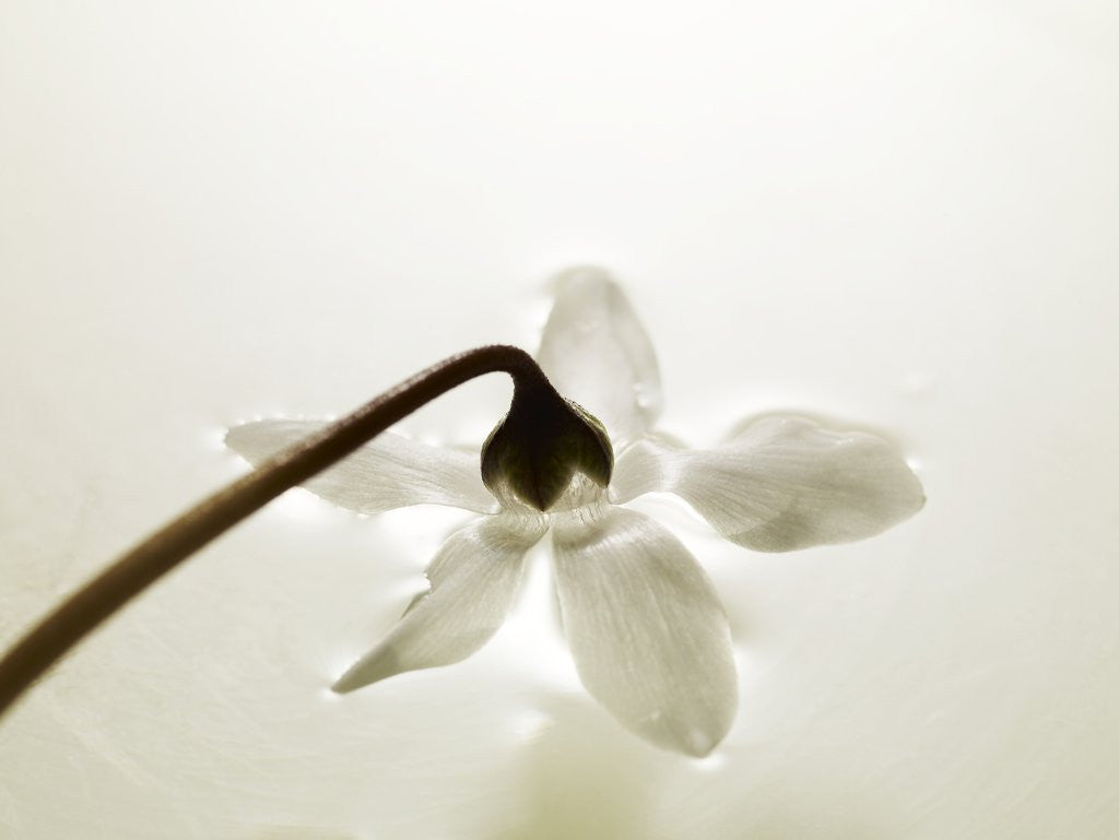 Detail of White Cyclamen by Anonymous