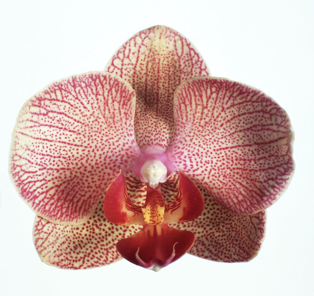 Detail of Speckled Orchid by Anonymous
