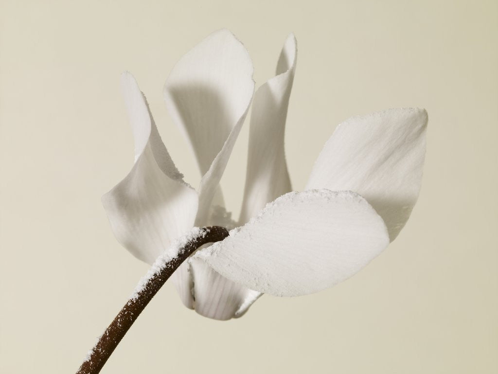 Detail of White Cyclamen by Anonymous