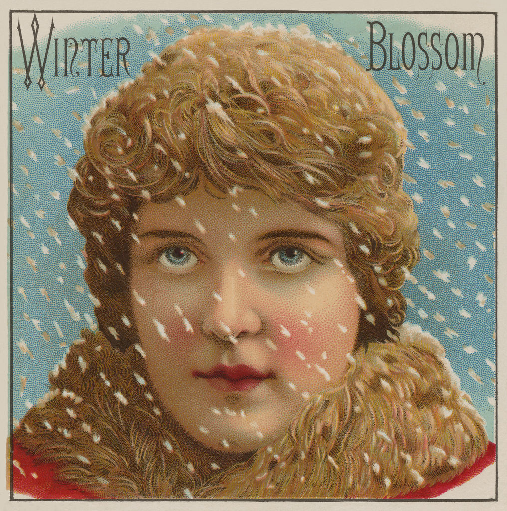 Detail of Winter Blossom Cigar Label by Anonymous