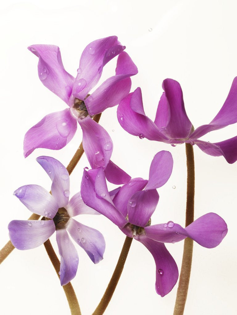 Detail of Purple Cyclamen by Anonymous