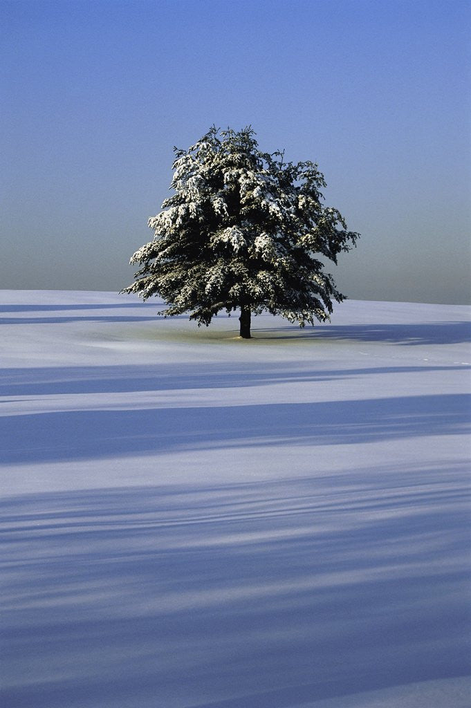 Detail of Tree in snow covered landscape by Anonymous