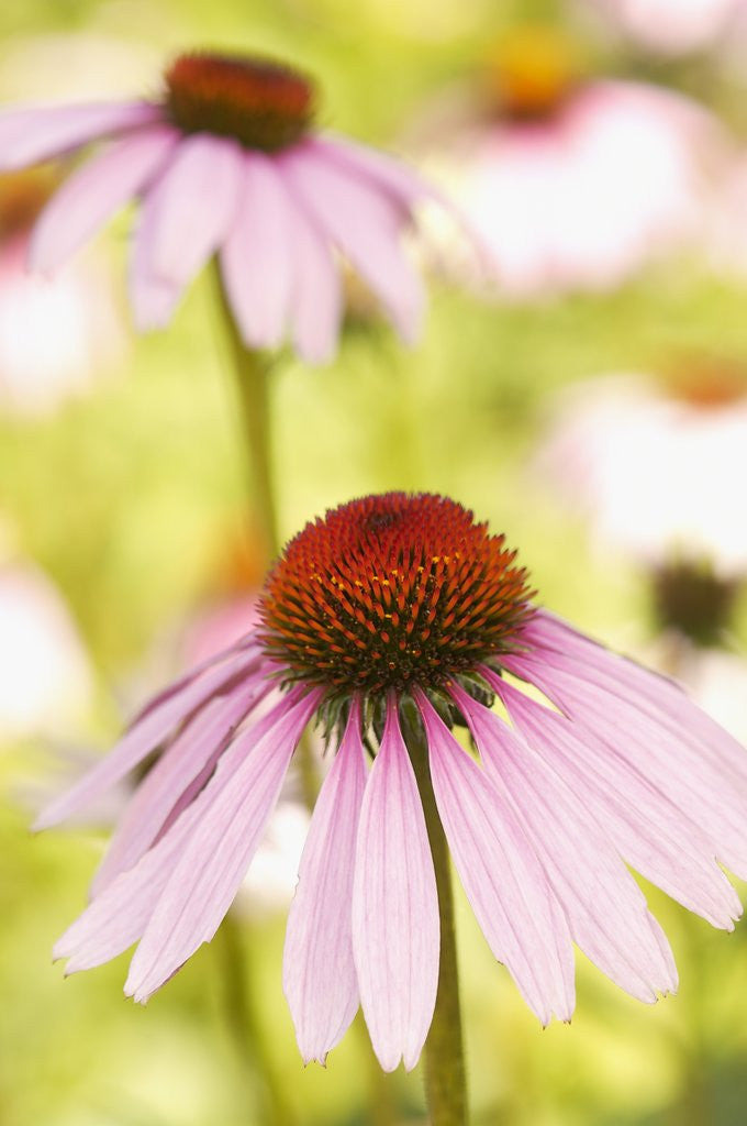 Detail of Purple coneflowers (Echinacea purpurea) by Anonymous