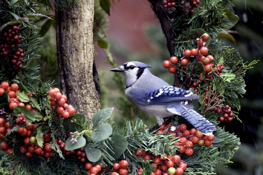 Detail of Blue Jay by Anonymous