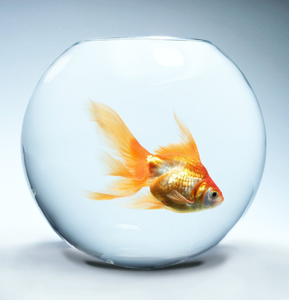Goldfish in fishbowl by Corbis
