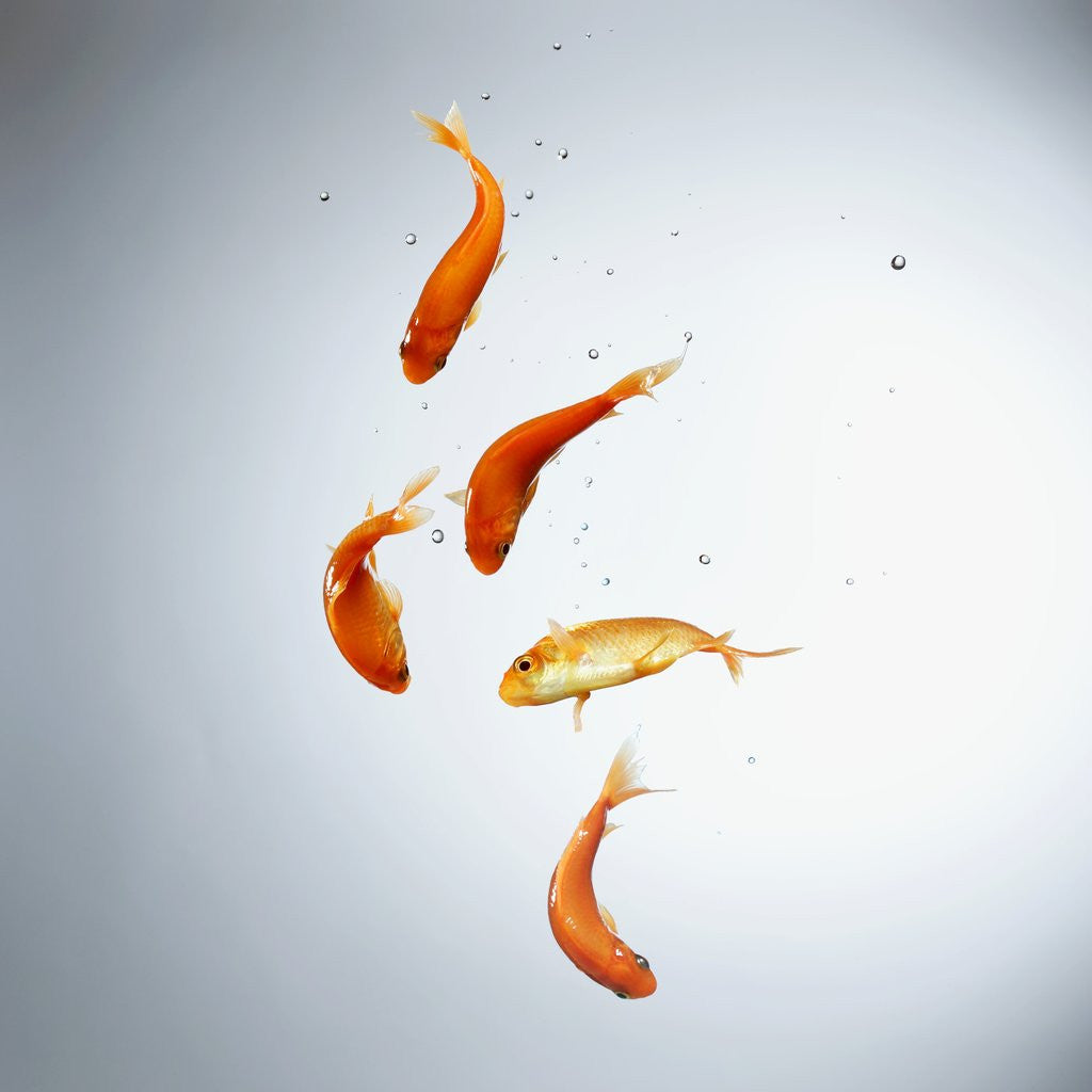 Detail of Five goldfish swimming with bubbles by Corbis