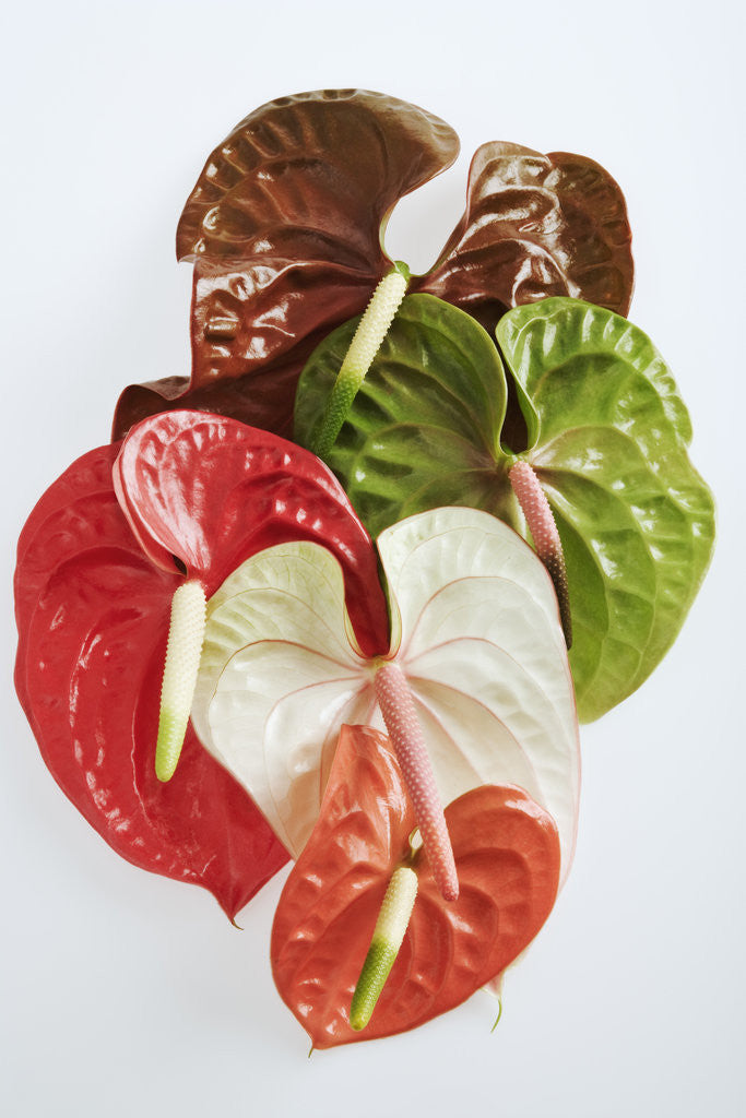 Detail of Flamingo Lily by Anonymous