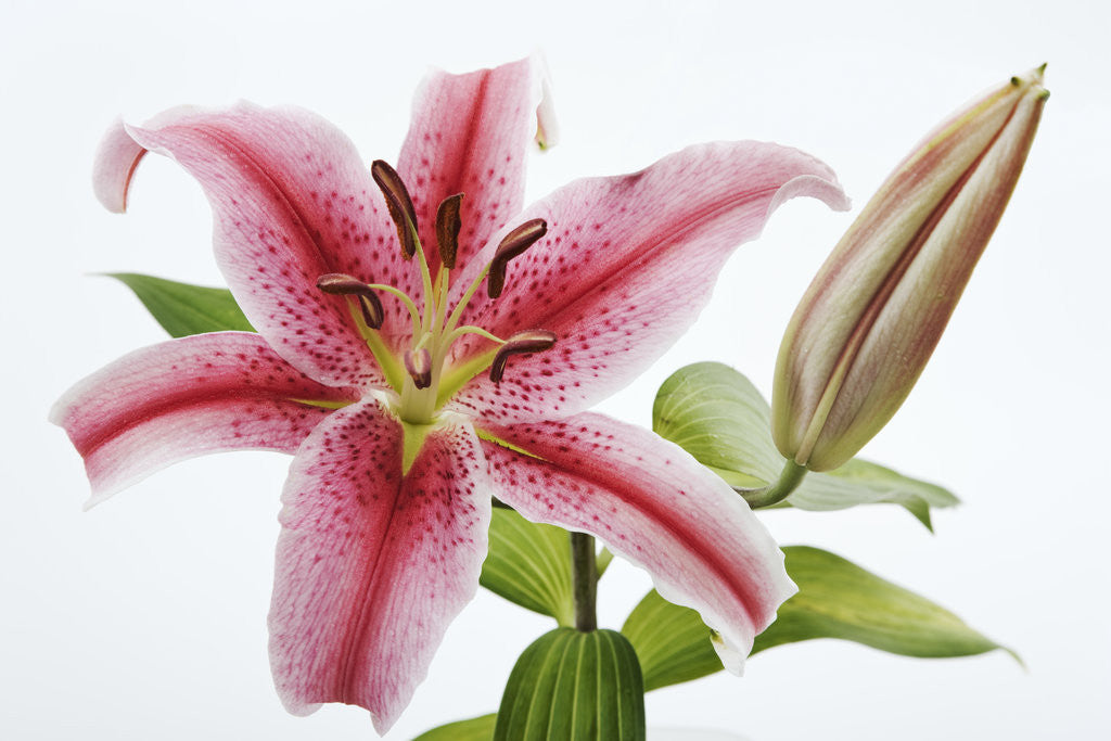 Detail of Stargazer Lily by Anonymous