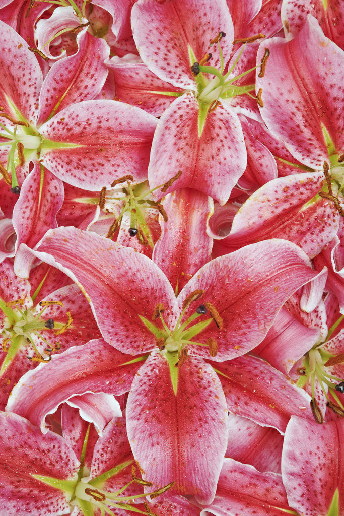 Detail of Stargazer Lilies by Anonymous